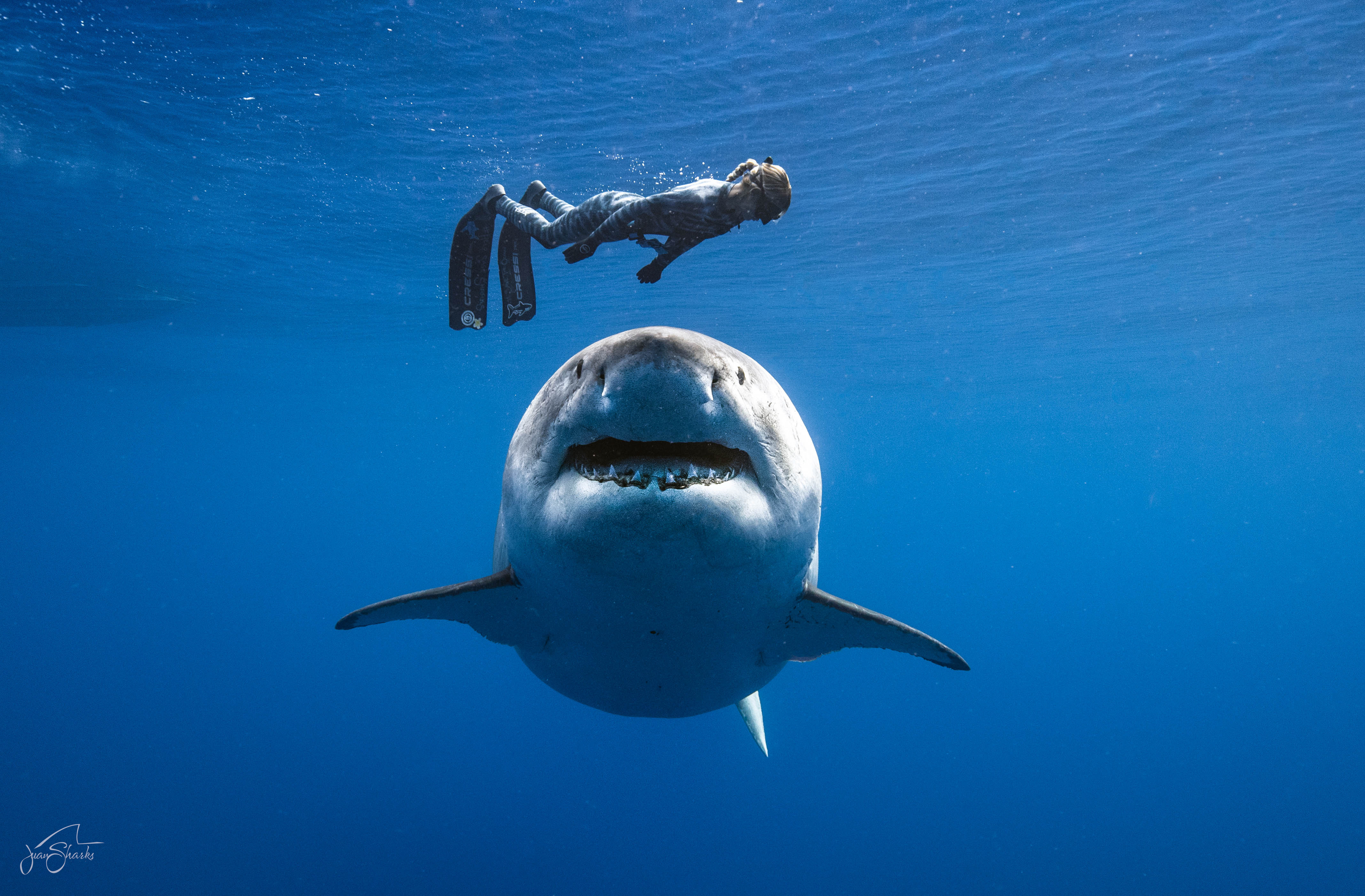 Professional Shark Safety & Behavior Management for Dive Guides